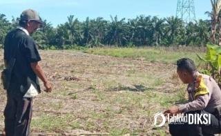 Target Panen Oktober, Polisi Pantau Jagung Ketahanan Pangan di Sungai Sialang