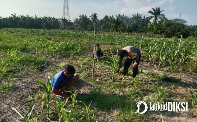 Bukan Sekadar Tanam, Polsek Batu Hampar Kawal Jagung 2 Hektare hingga Panen