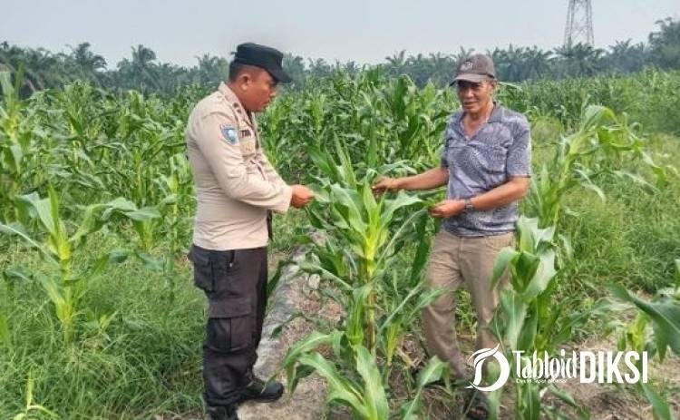 Bukan Sekadar Tanam, Bhabinkamtibmas Turun Pantau Jagung 2 Hektare di Batu Hampar