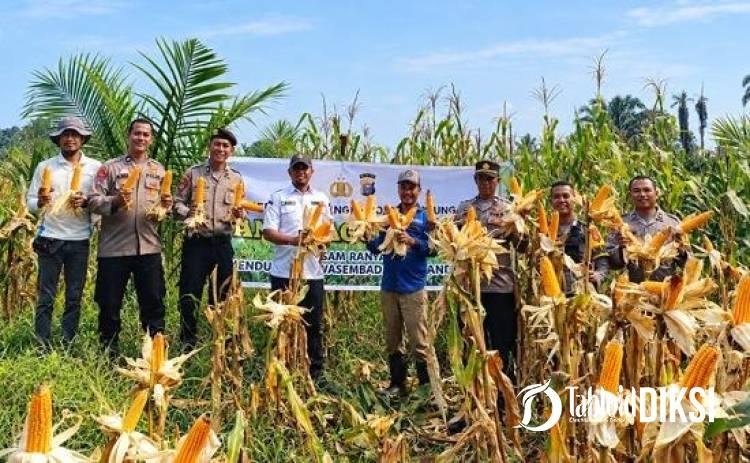 Polsek Tapung Turun ke Lahan, Jagung 1 Hektare di Sumber Makmur Hasilkan 8 Ton