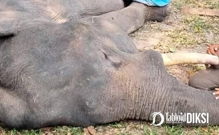Sempat Membaik, Gajah Jinak Diego Mendadak Tumbang dan Mati di PLG Minas