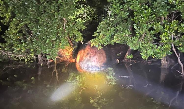Paus Raksasa Diduga Mati dan Tersangkut di Mangrove Inhil, Polisi Larang Warga Mendekat