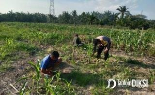 Bukan Sekadar Tanam, Polsek Batu Hampar Kawal Jagung 2 Hektare hingga Panen
