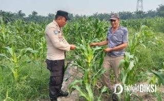 Bukan Sekadar Tanam, Bhabinkamtibmas Turun Pantau Jagung 2 Hektare di Batu Hampar
