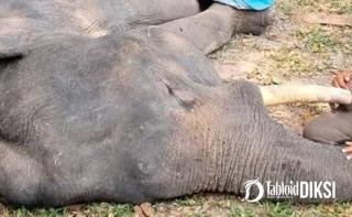 Sempat Membaik, Gajah Jinak Diego Mendadak Tumbang dan Mati di PLG Minas