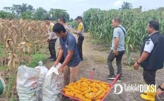 Polisi Panen Jagung di Pekanbaru, 0,5 Hektare Lahan Payung Sekaki Hasilkan Estimasi 1,5 Ton