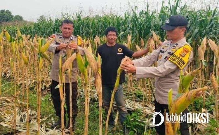 Bukan Sekadar Tanam, Polsek Payung Sekaki Kawal Jagung hingga Masa Panen