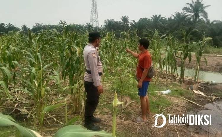 Bukan Sekadar Tanam, Polsek Batu Hampar Pantau Program Jagung Perkuat Ketahanan Pangan