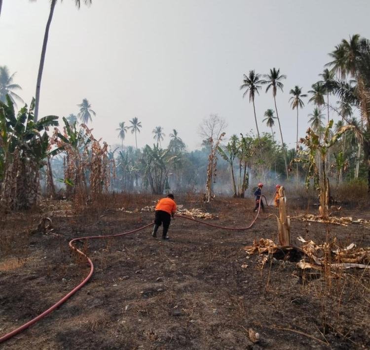 BNPB Catat Karhutla di Tiga Provinsi, Lebih dari 7 Hektare Lahan Terbakar