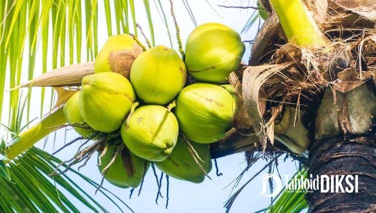 Pemkab Meranti Siapkan Peremajaan 3.500 Hektare Kebun Kelapa