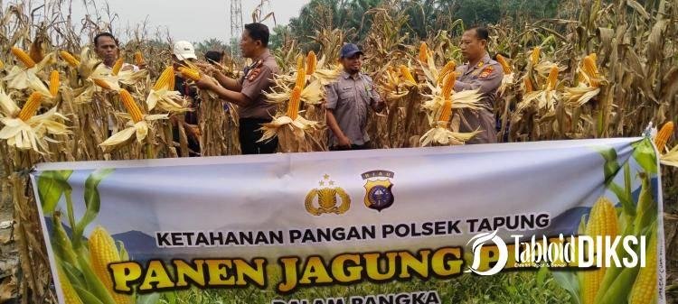Tembus 7,2 Ton! Polsek Tapung Bersama Petani Panen Jagung Pipil Dukung Swasembada Pangan