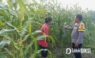 Bukan Sekadar Tanam, Polsek Batu Hampar Pantau 2 Hektare Jagung hingga Siap Panen