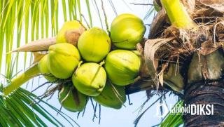 Pemkab Meranti Siapkan Peremajaan 3.500 Hektare Kebun Kelapa